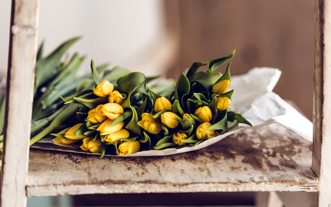 Обои картинки фото цветы, тюльпаны, бутоны, желтые