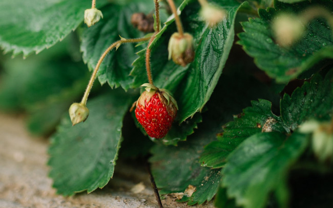 Обои картинки фото природа, ягоды, клубника