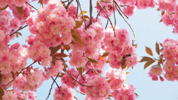 обоя цветы, сакура,  вишня, розовая, весна