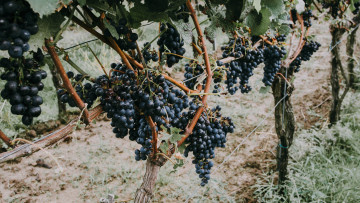 Картинка природа ягоды +виноград спелые грозди виноград