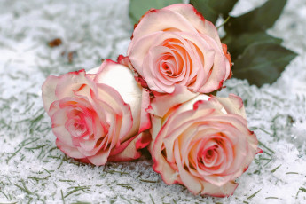 Картинка цветы розы бело-розовые бутоны трио