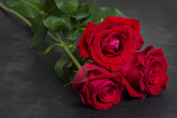 Картинка цветы розы красные бутоны трио