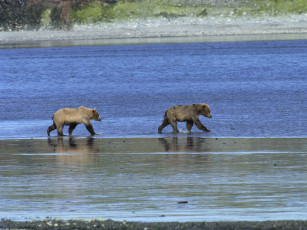 Картинка roaming the wild grizzly bears животные медведи
