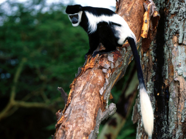 Обои картинки фото eastern, black, and, white, colobus, животные, обезьяны