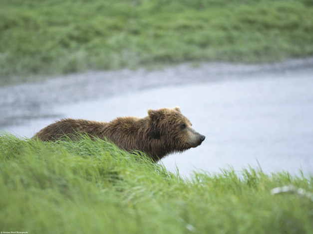 Обои картинки фото peaceful, moment, brown, bear, alaska, животные, медведи