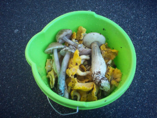 Картинка дары леса еда грибы грибные блюда