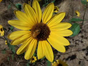 Картинка цветы рудбекия жёлтые пчела лепестки