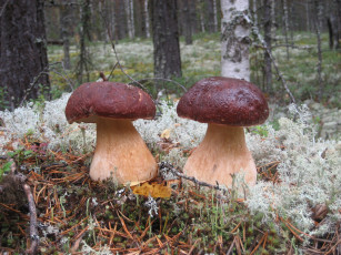 Картинка природа грибы боровики лес близнецы