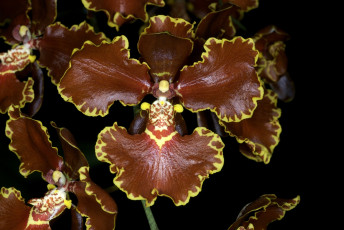 Картинка цветы орхидеи экзотика кайма коричневый