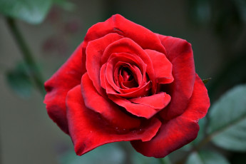 Картинка цветы розы тёмный фон красные лепестки