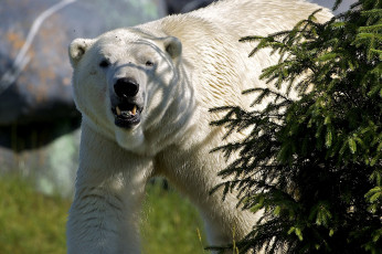 Картинка животные медведи ель рык хищник белый