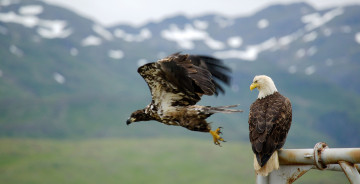 Картинка животные птицы хищники аляска орел