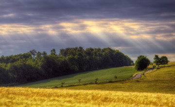 Картинка природа поля желтый пшеница лучи дорога деревья