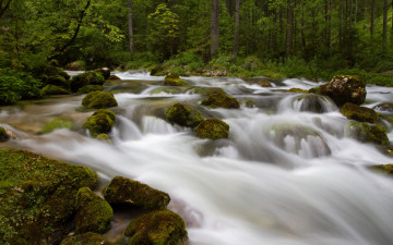 Картинка природа реки озера деревья камни вода лес