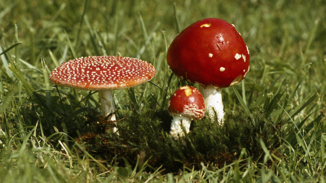 Обои картинки фото природа, грибы, мухомор, трава, красные, мухоморы