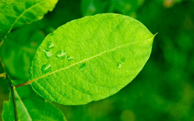 Обои картинки фото природа, листья, зелёный, веточка, капли, воды