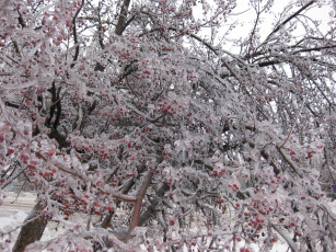 Картинка природа Ягоды лед зима рябина
