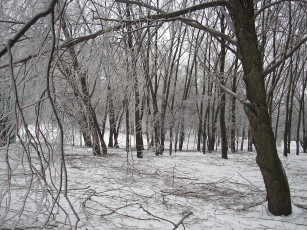 обоя природа, зима, лес, деревья, снег