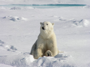 Картинка животные медведи медведь белый сидит шерсть лапа когти снег