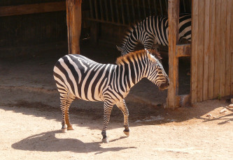 Картинка животные зебры зебра