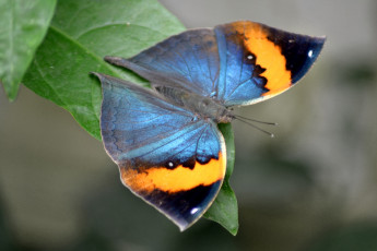 Картинка животные бабочки яркий крылья
