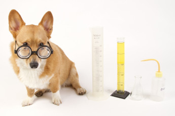 Картинка животные собаки колбы химия очки
