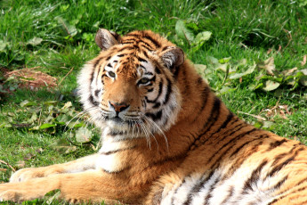 Картинка животные тигры хищник полосатый