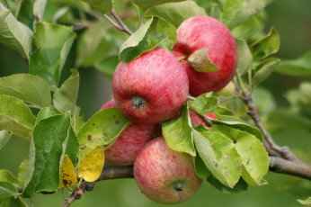 обоя природа, плоды, яблоки, ветка