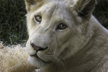 Картинка животные львы взгляд львица морда белая