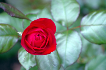 Картинка цветы розы бутон красный
