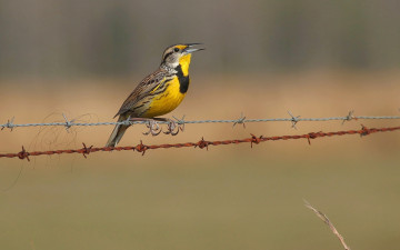 Картинка животные птицы птица забор природа
