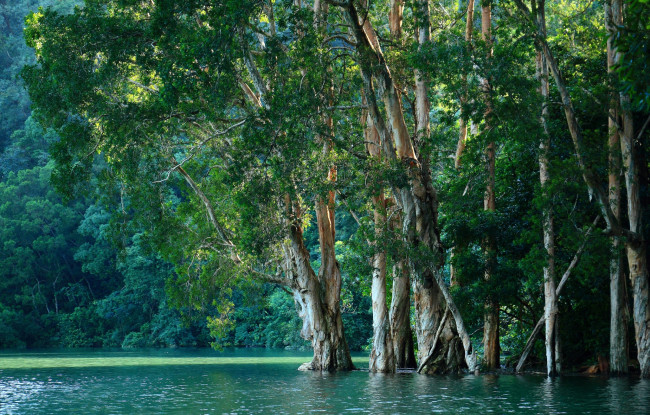 Обои картинки фото природа, деревья, вода, мангровый, лес