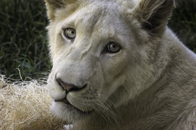 Обои картинки фото животные, львы, взгляд, львица, морда, белая