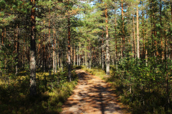 Картинка ленинградская область выборг природа лес дорожка лето