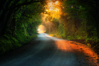 Картинка природа дороги зелень ветки свет