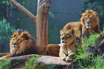 Картинка животные львы хищники львица