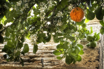 Картинка природа плоды цветение мандарин