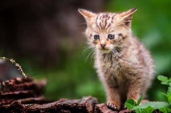 Картинка животные дикие кошки грустный котенок