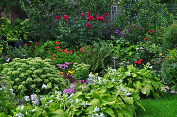 Картинка природа парк растения сад цветы