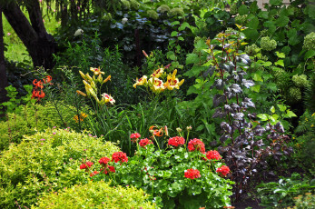 Картинка природа парк сад растения цветы