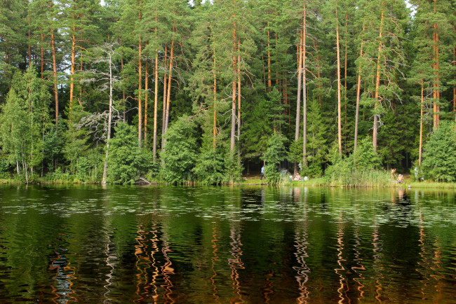 Обои картинки фото озеро, щучье, комарово, санкт, петербург, природа, реки, озера, лес