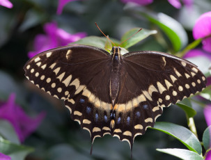 Картинка животные бабочки бабочка коричневая крылья