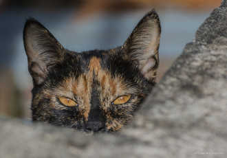 Картинка животные коты жёлтые глаза взгляд кошка