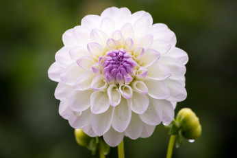 Картинка цветы георгины цветение лепестки белый георгин