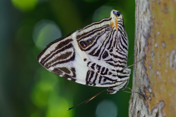 Картинка животные бабочки крылья сидит усики окрас бабочка