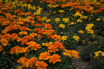 Картинка цветы бархатцы оранжевые желтые кустики цветение yellow orange flowering bushes marigold