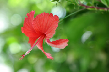 Картинка цветы гибискусы цветок гибискус красный цветение
