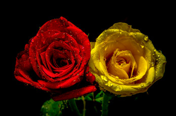 Картинка цветы розы лепестки желтая красная капли бутоны