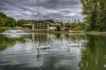 Картинка животные лебеди фонтан пруд парк