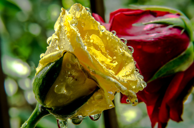 Обои картинки фото цветы, розы, желтая, капли, бутоны, красная, росинки